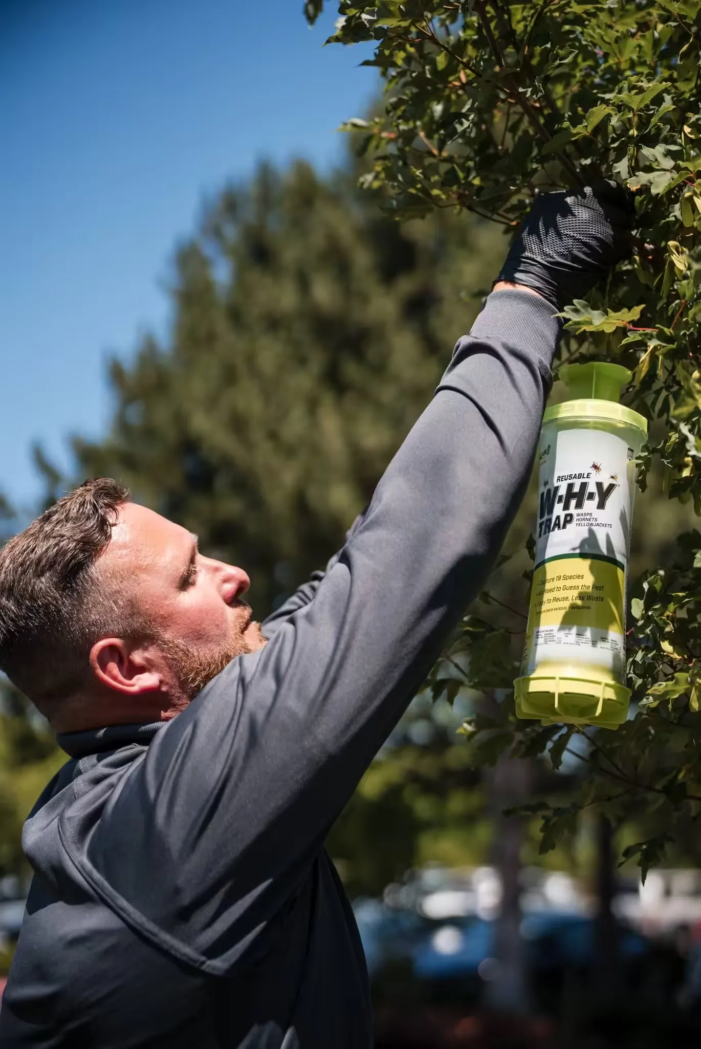 An A&A Pest Control technician hanging a reusable wasp, hornet and yellowjacket trap in a tree
