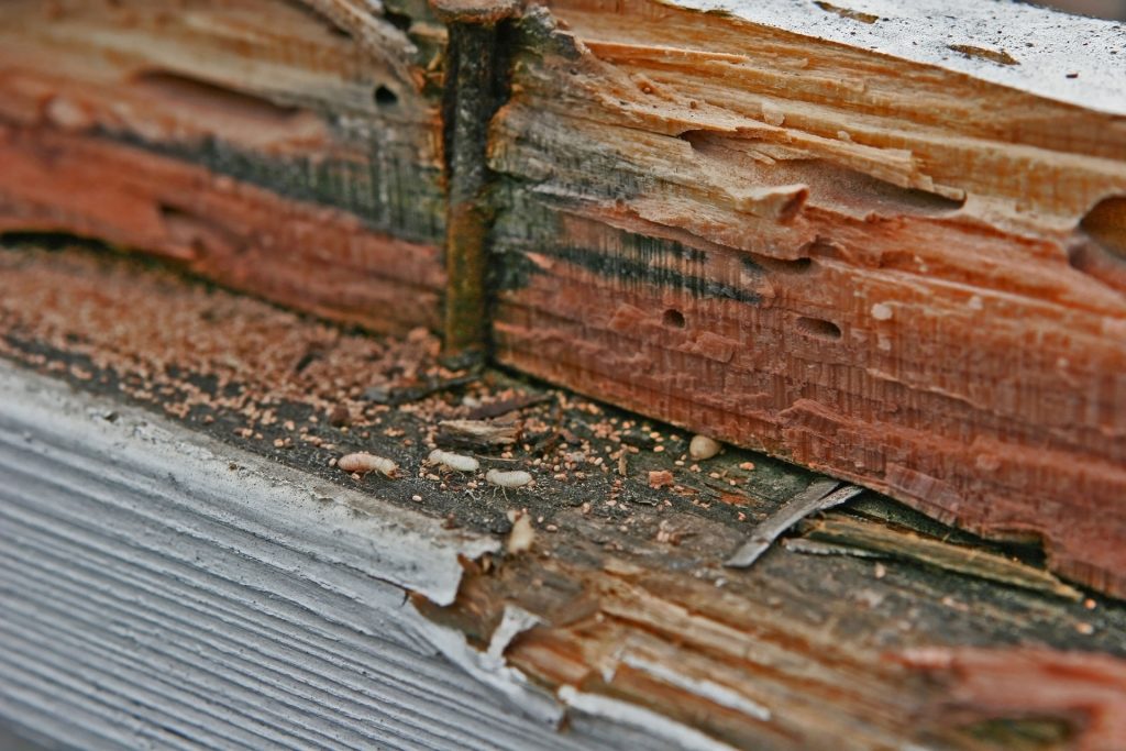 termite damage done to piece of wood