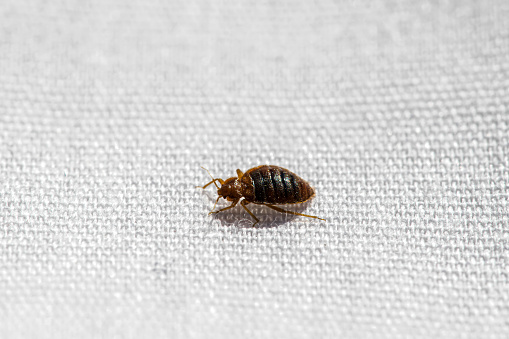 Bed Bugs in your home