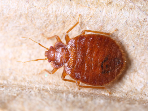 Bed Bug 3