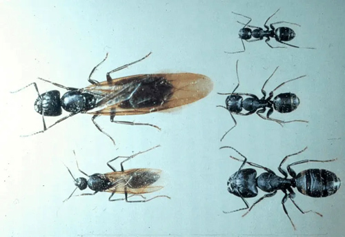 Carpenter Ants