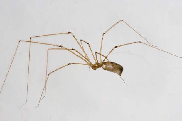 Cellar Spiders