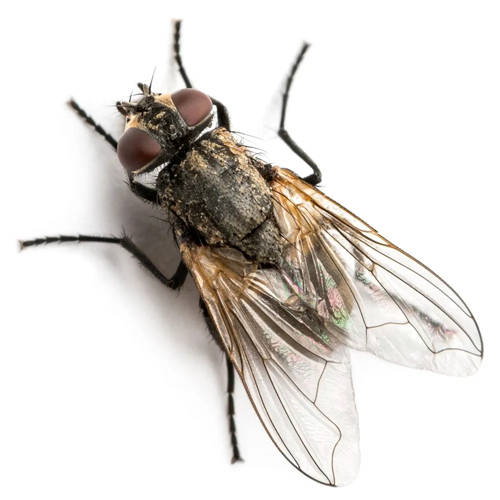 Cluster Flies