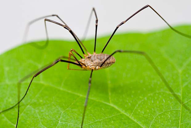 DaddyLongLegsSpiders