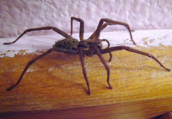 Giant House Spiders