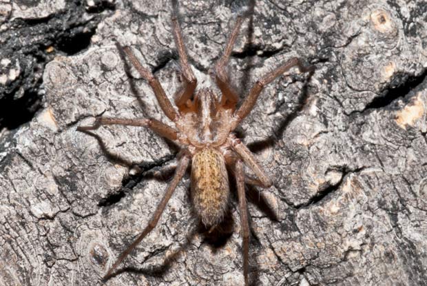 HoboSpiders