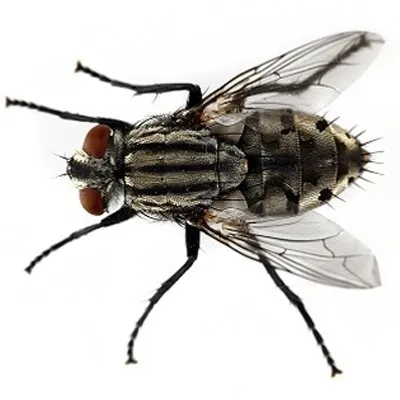 House Flies