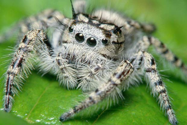 JumpingSpiders