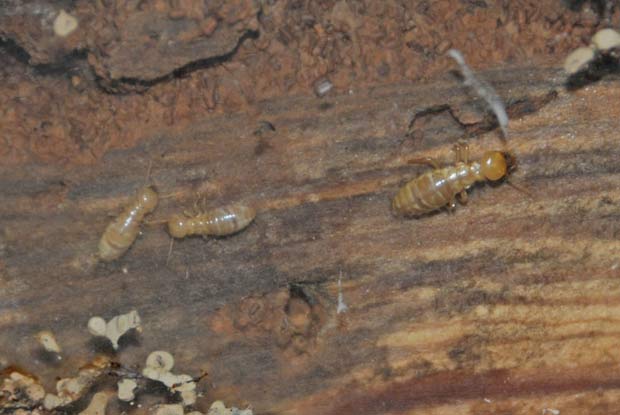 Pacific Dampwood Termites