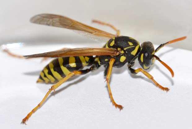 Paper Wasp