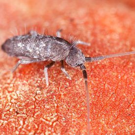 Springtails