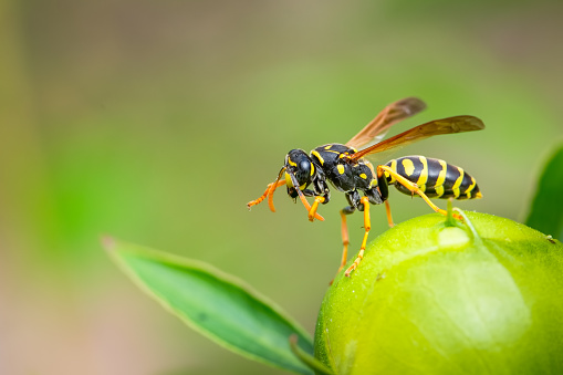 Paper Wasp cleaning up on a peony