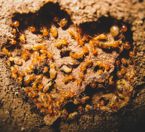 Western-Subterranean-Termites