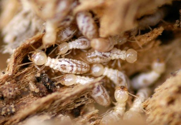 WesternSubterraneanTermites