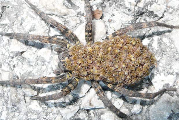 WolfSpiders