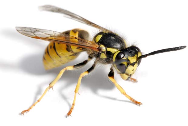 YellowJacket