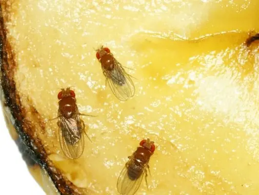 fruit fly eating