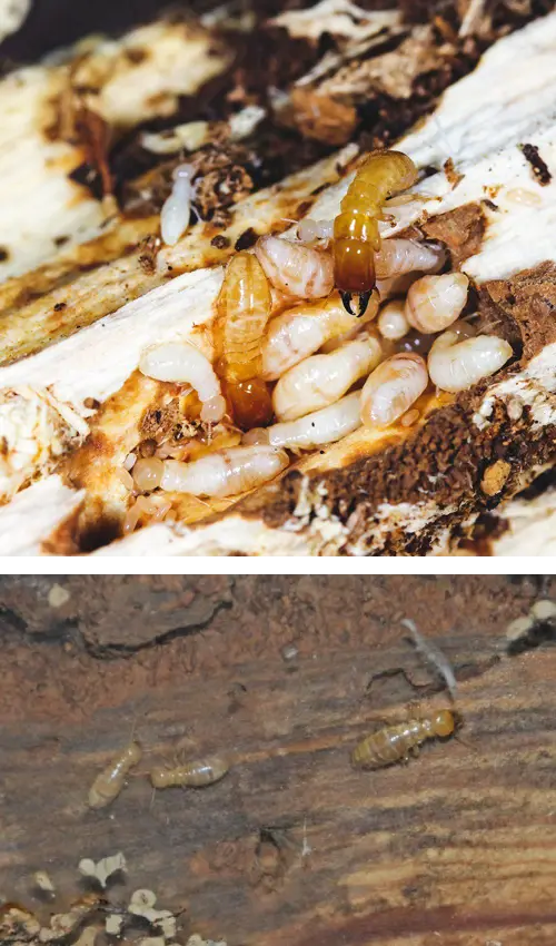 Dampwood-Termites