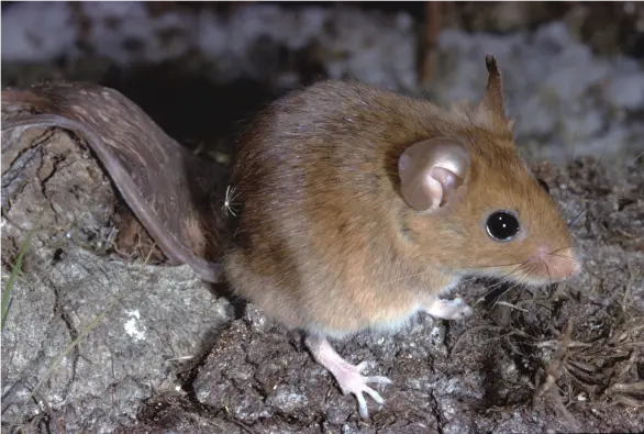 Deer-Mice