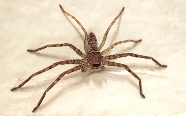 Hobo-spider