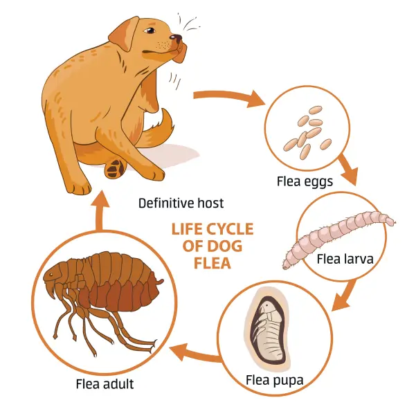 Life-cycle-of-fleas