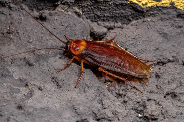 american-cockroach