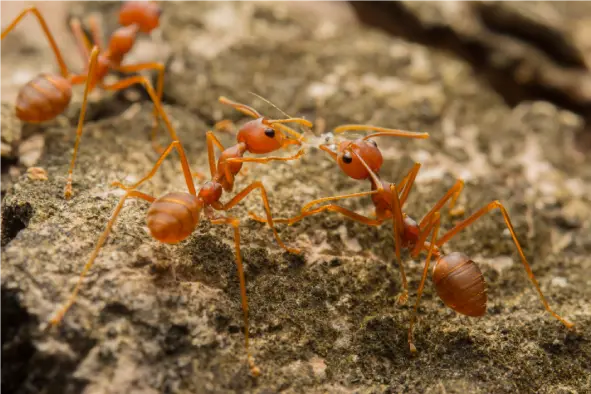 ant infestation problems