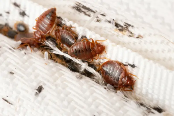 bed-bug-treatment