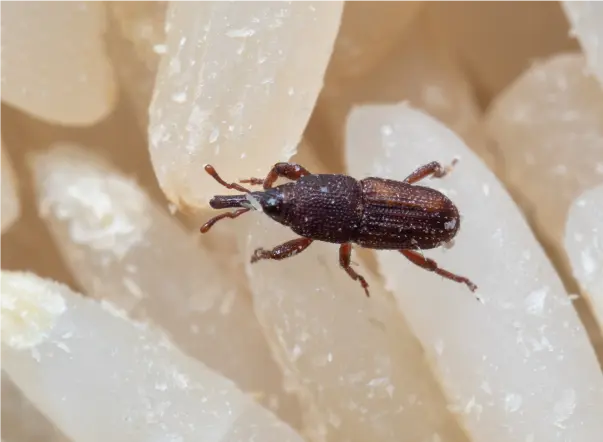 beetle-eating-rice