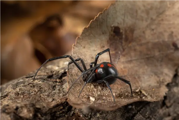 black-widow-spider