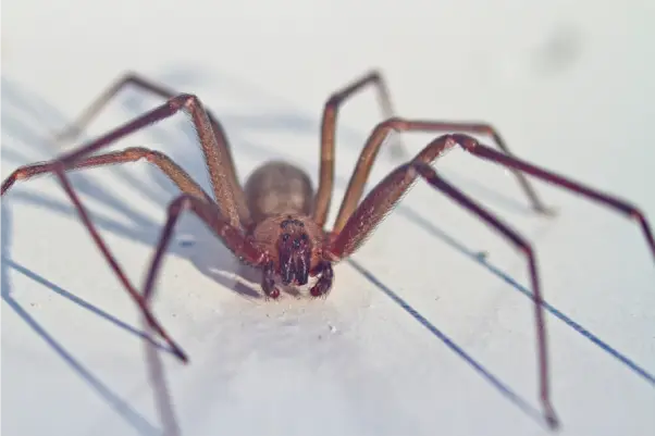 brown-recluse-spider