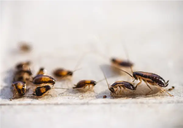 cockroach risks and dangers