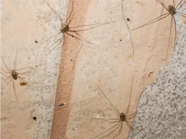 daddy-long-legs-spiders