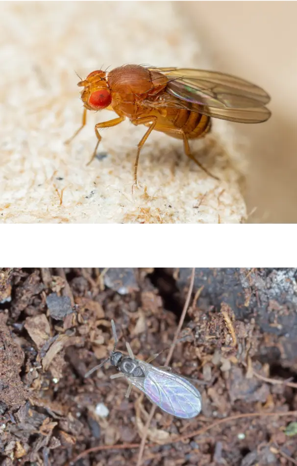 fruit-fly-and-drain-flies