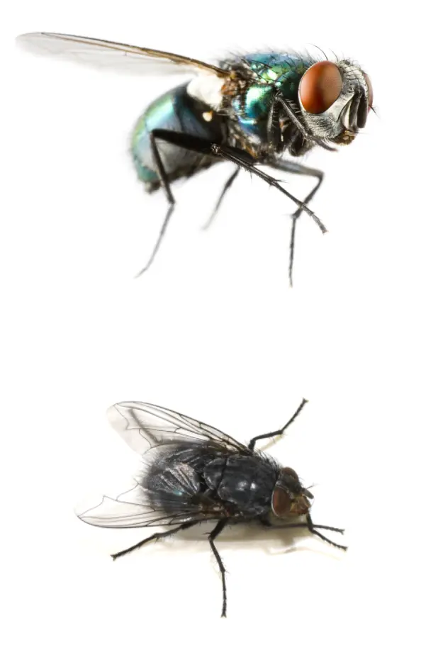 house-flies-cluster-fly