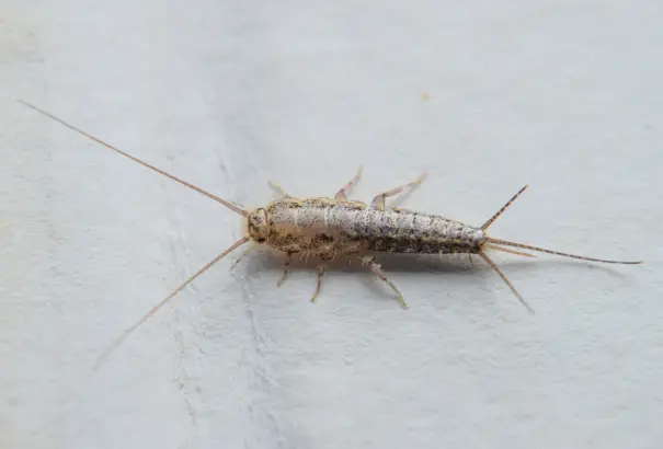 silverfish-control