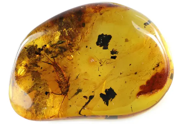 silverfish-encased-in-amber-fossilized