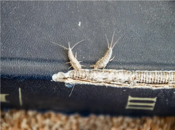 silverfish-prevention-tips