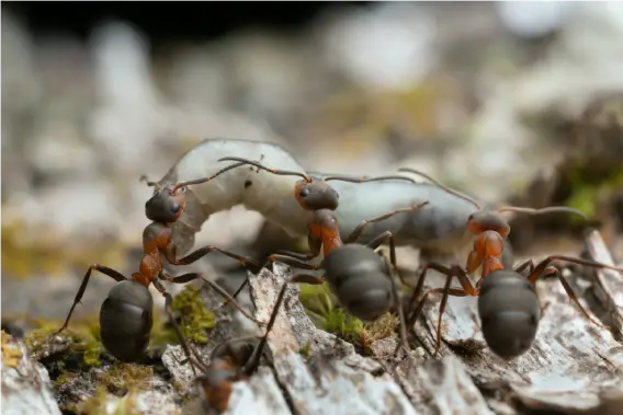 thatching-ants