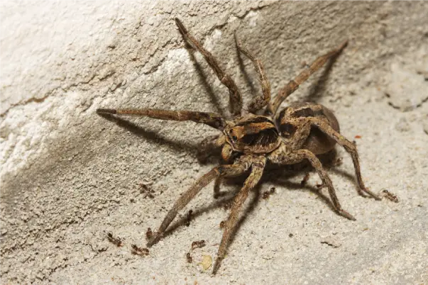 wolf-spiders