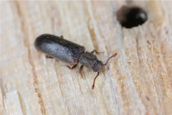 wood-boring-beetle