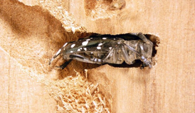 wood-damage-from-boring-beetle