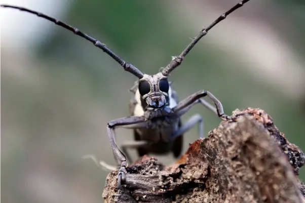 wood-destroying-beetles