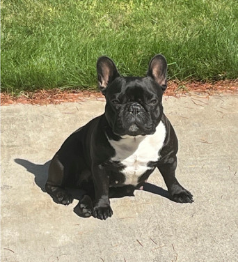 Locally Owned and Family Operated Pest Control 8 Lola mascot