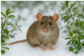 Winter Promo Mouse 1
