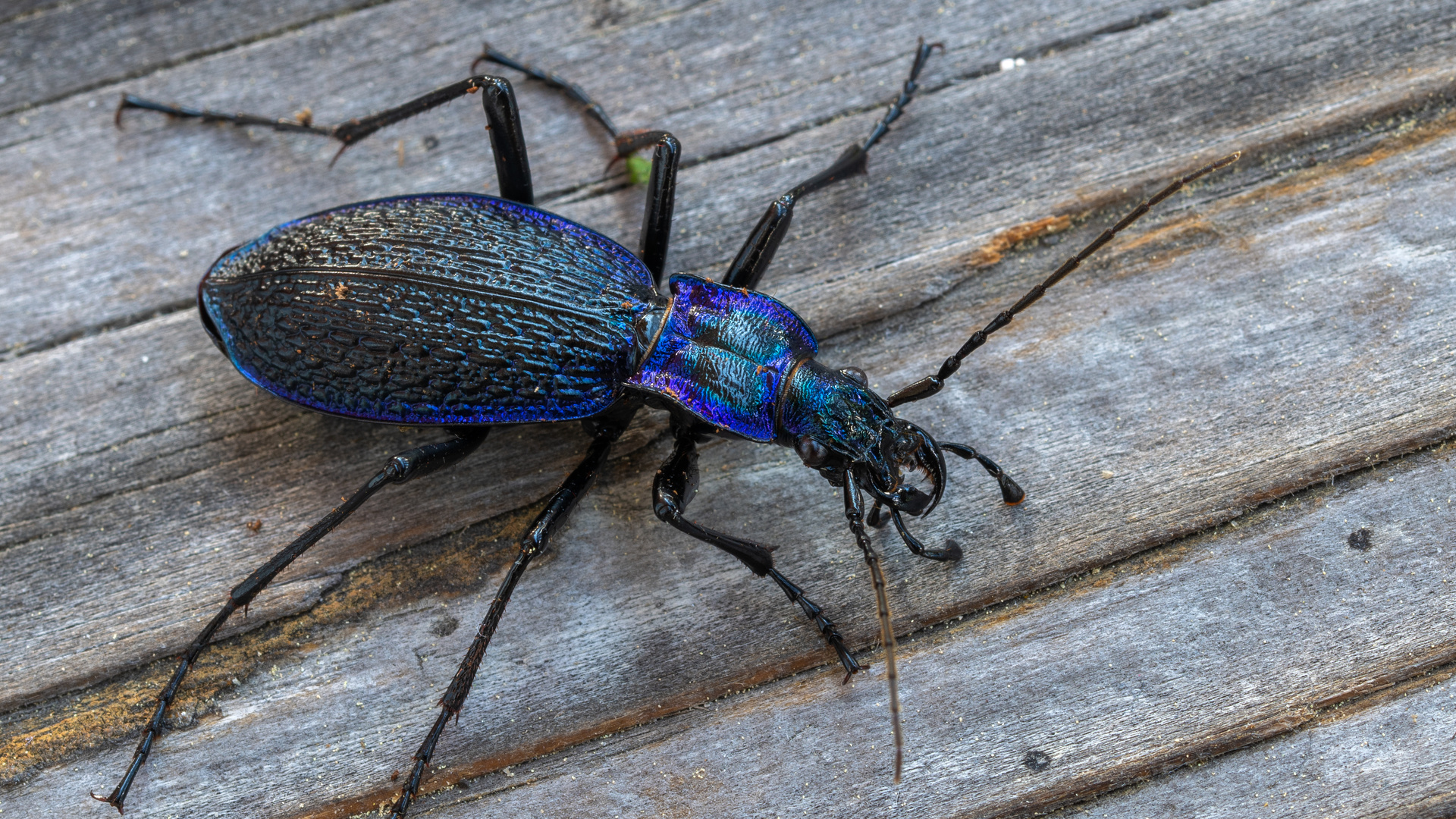 Carabid beetle (ground beetle)