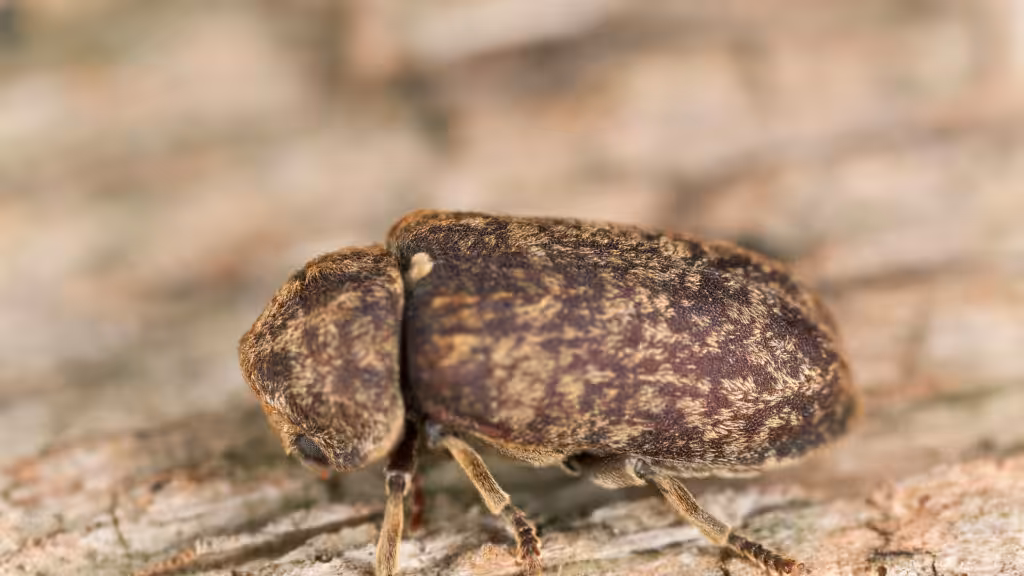 Powder post beetle (death watch beetle)
