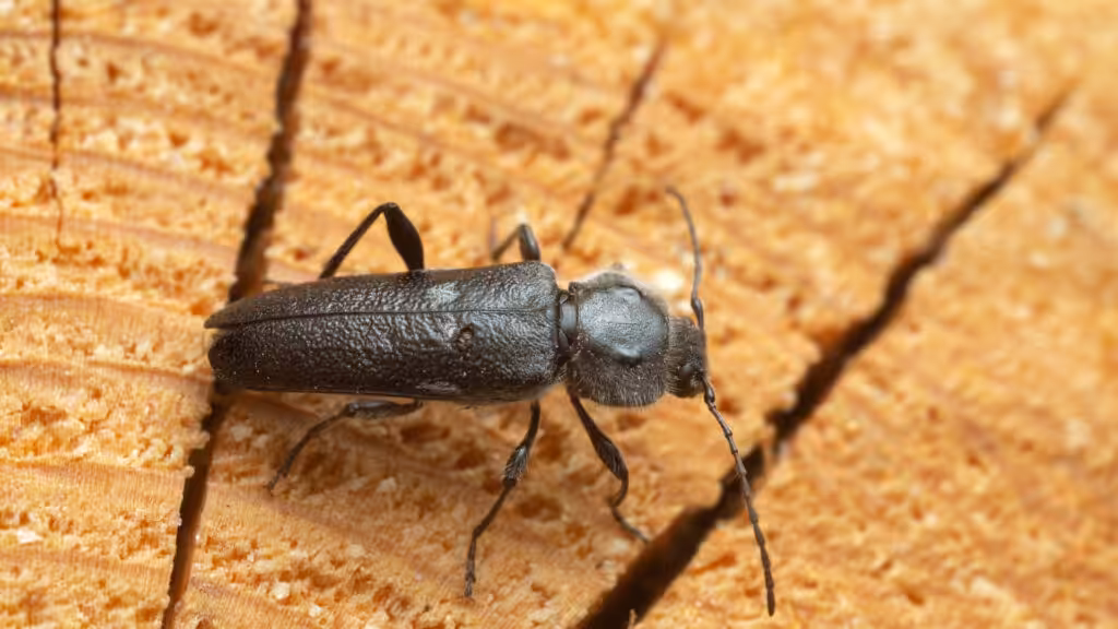 Old house borer beetle